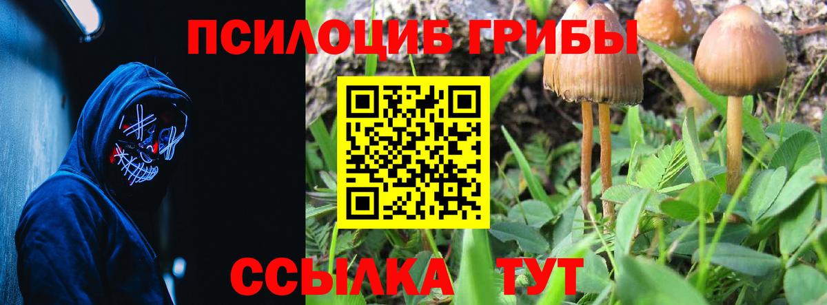 Галлюциногенные грибы Psilocybine cubensis  Губкин 